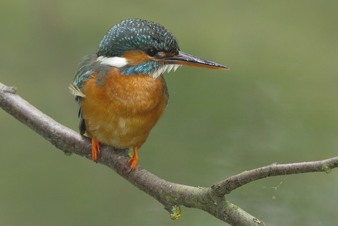 Eisvogel (Alcedo atthis)