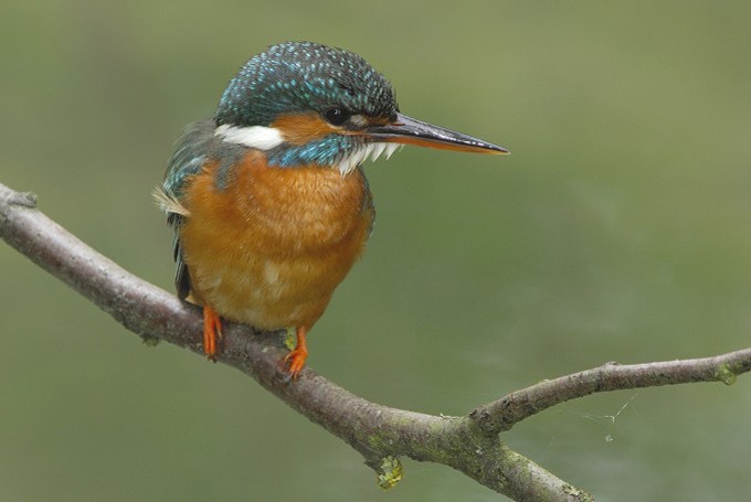 Eisvogel (Alcedo atthis)