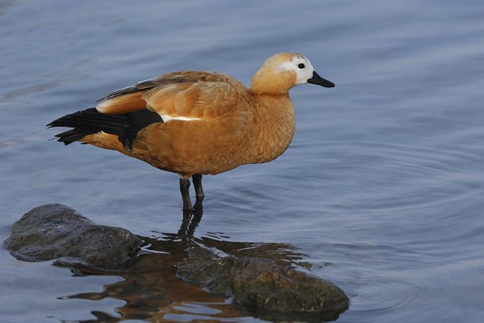 Rostgans (Tadorna ferruginea)