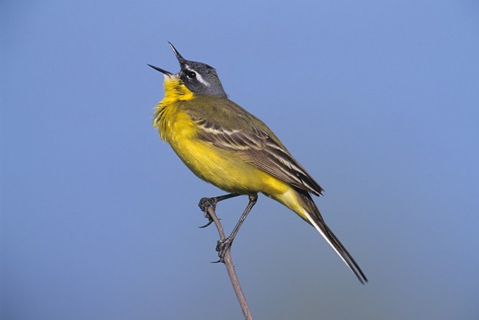 Schafstelze (Motacilla flava)