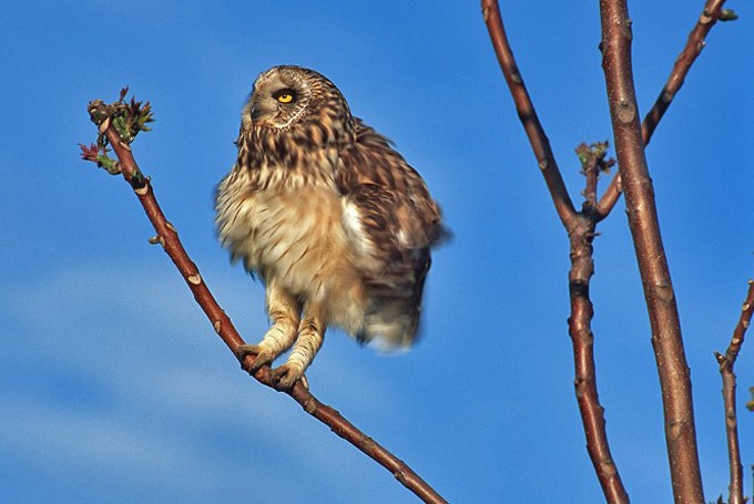 Sumpfohreule (Asio flammeus)