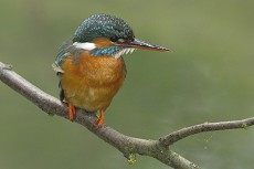 Eisvogel (Alcedo atthis)