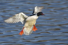 Gänsesäger (Mergus merganser)