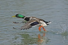 Stockente (Anas platyrhynchos)