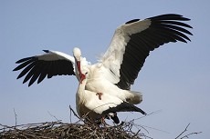 Weissstorch (Ciconia ciconia)