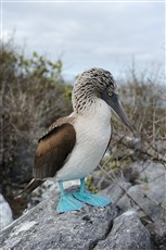 Galapagos