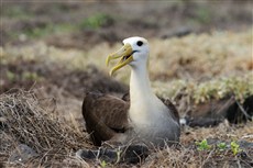 Galapagos