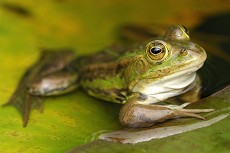 Wasserfrosch