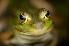 Wasserfrosch