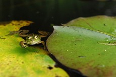 Wasserfrosch