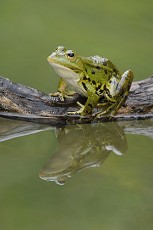 Wasserfrosch