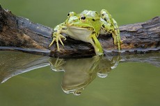 Wasserfrosch